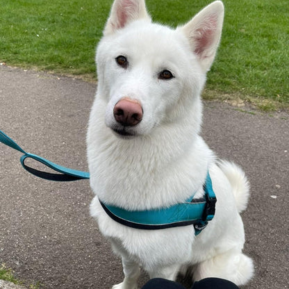 Anti-Drag Sele 2.0, Lugna Promenader Börjar Här!