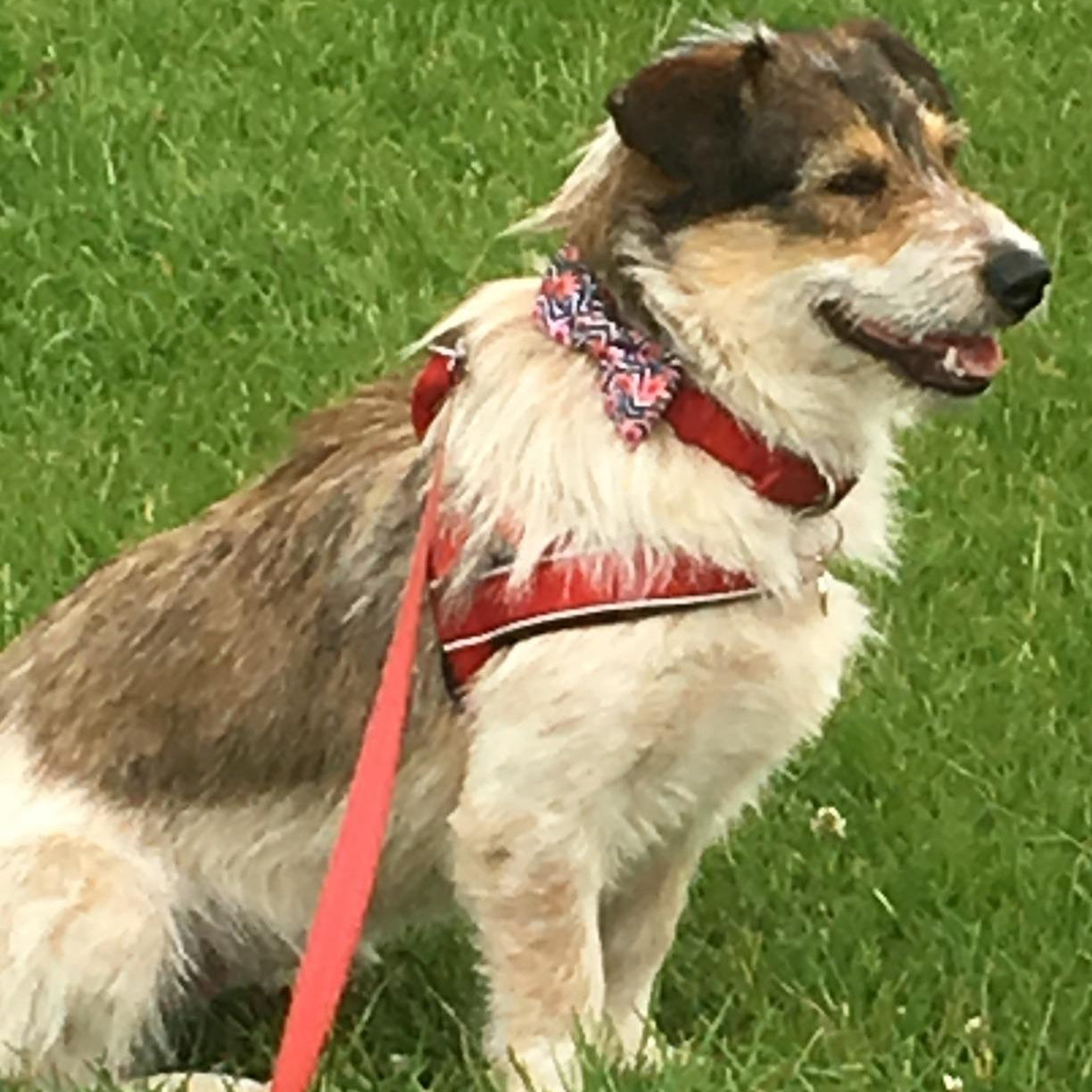 Anti-Drag Sele 2.0, Lugna Promenader Börjar Här!