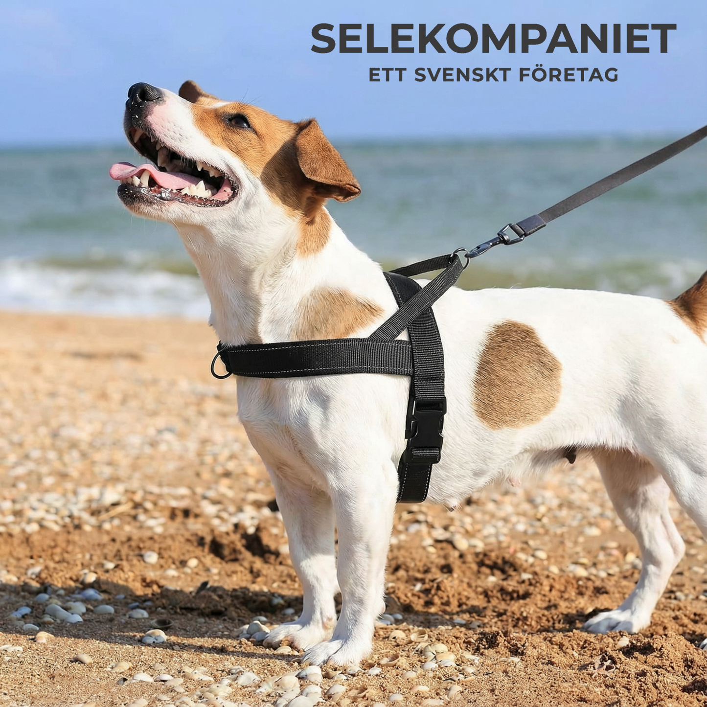 Anti-Drag Sele 2.0, Lugna Promenader Börjar Här!